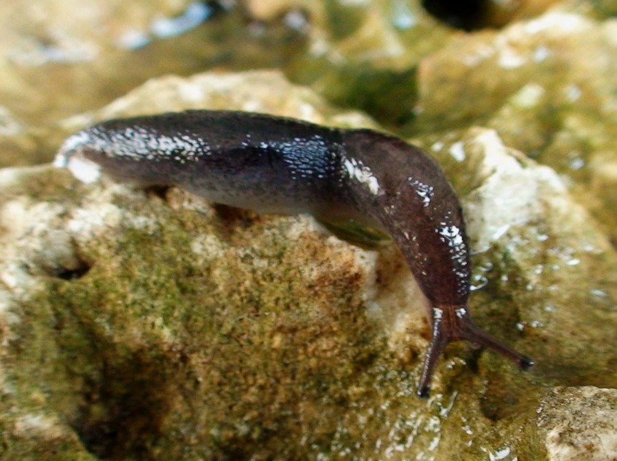 Un Limax nero dei Monti della Laga (AP)